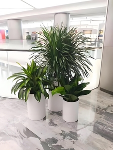 宁波奉化盆景租赁价格